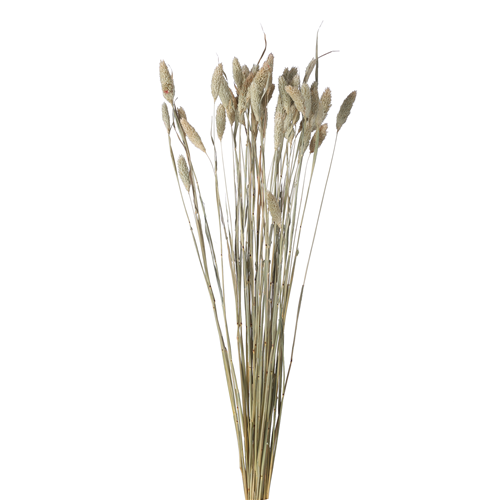 65cm Dried Phalaris Natural- Approx 50 stems - Dried Flowers