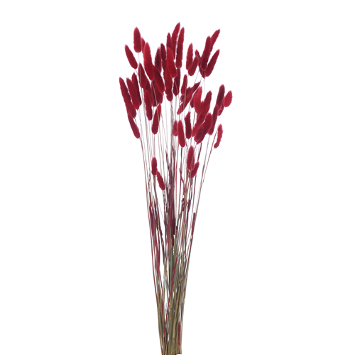 60cm Dried Lagurus Bunnys Tails Dark Red - Approx 50 stems - Dried Flowers