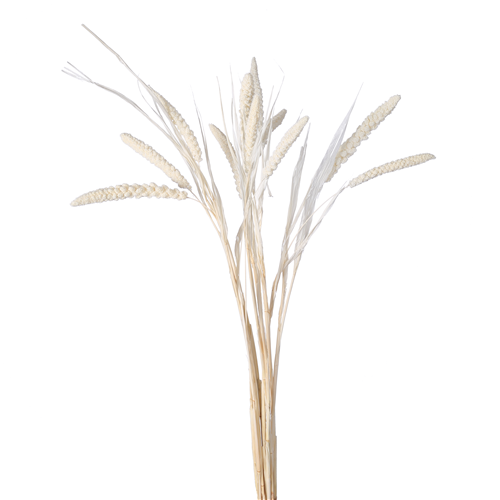 70cm Dried Millet Ivory/White - 10 stems - Dried Flowers