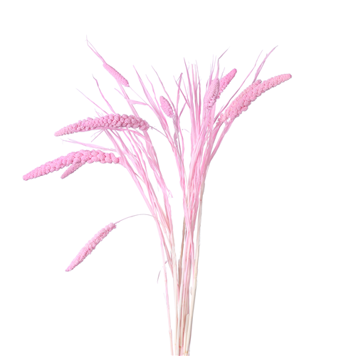 70cm Dried Millet Light Pink - 10 stems - Dried Flowers