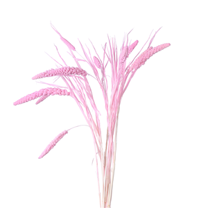 70cm Dried Millet Light Pink - 10 stems - Dried Flowers