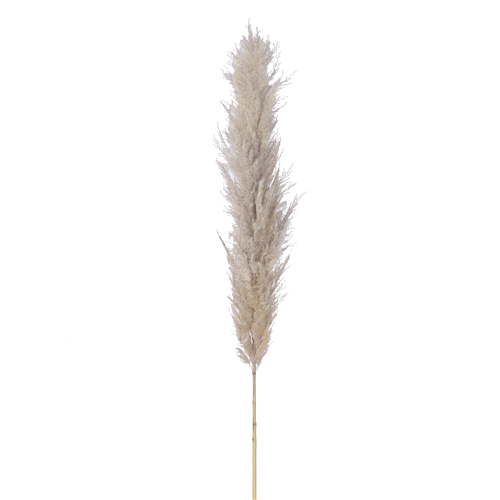 118cm Dried Pampas Grass Natural - 5 stems - CLICK AND COLLECT/IN STORE ONLY