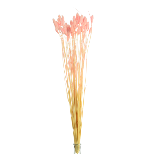 65cm Dried Phalaris Light Pink - Approx 50 stems - Dried Flowers