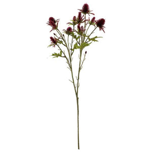 68cm Burgundy Eryngium Sea Holly Thistle - Autumn Single Stem