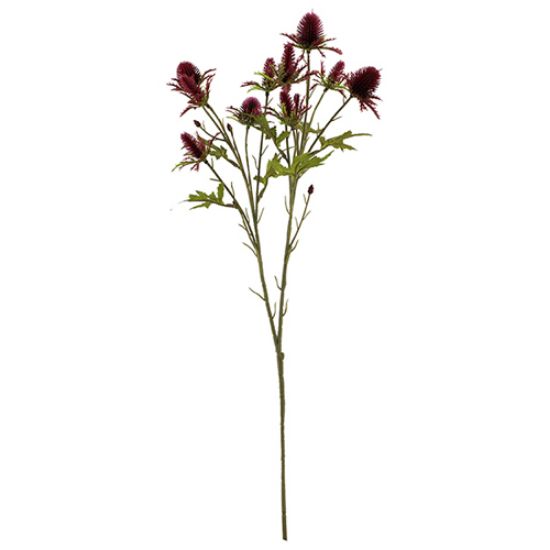 68cm Burgundy Eryngium Sea Holly Thistle - Autumn Single Stem