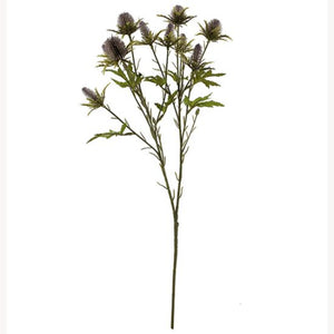 68cm Lilac Eryngium Sea Holly Thistle - Autumn Single Stem