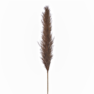 118cm Dried Pampas Grass Brown - 5 stems - CLICK AND COLLECT/IN STORE ONLY