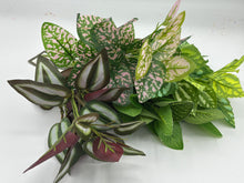 Load image into Gallery viewer, 48 X Blossom - Greenery Bunch -  Assorted Colours - Full Box