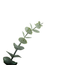 Load image into Gallery viewer, 46cm Eucalyptus Bunch - Grey Green - 5 Stems