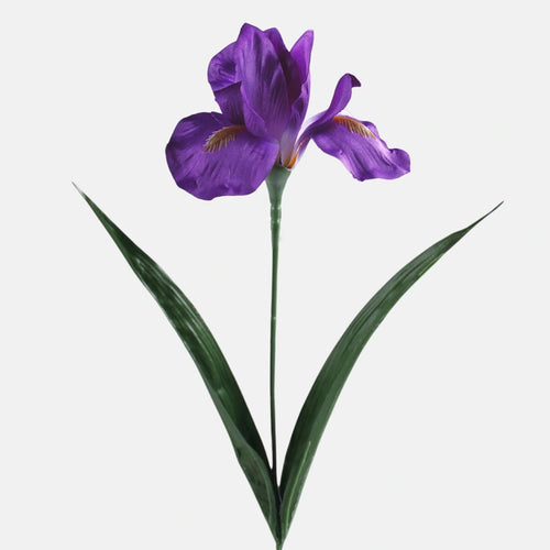 60cm Purple Iris - Single Stem