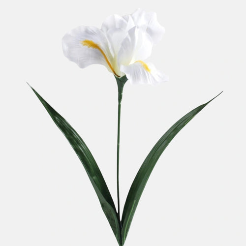 60cm White Iris - Single Stem