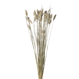 65cm Dried Phalaris Natural- Approx 50 stems - Dried Flowers