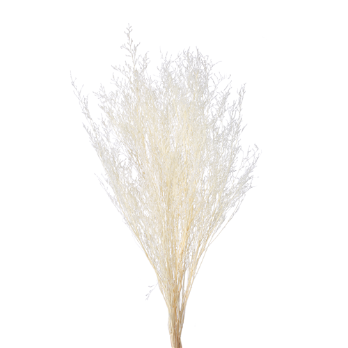 70cm Dried Limonium Bleached - approx 100g - Dried Flowers