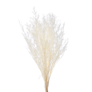 70cm Dried Limonium Bleached - approx 100g - Dried Flowers