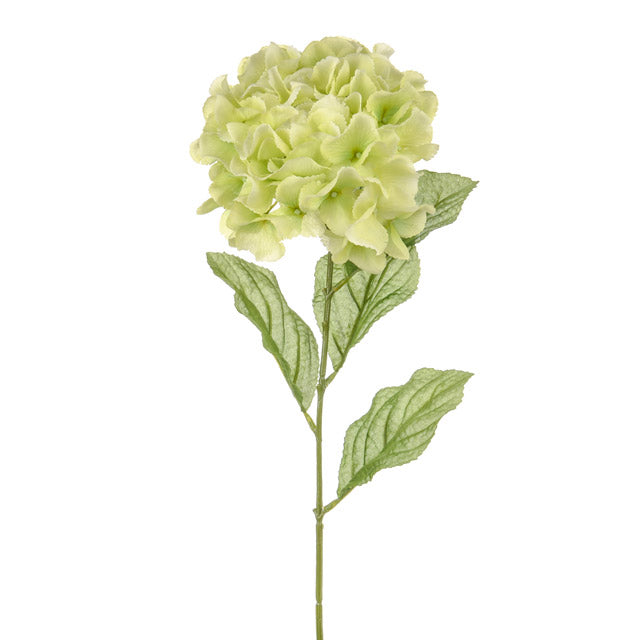 Hydrangea Stem Light Green 70cm