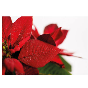 25 x Oasis Red Poinsettia Folding Card