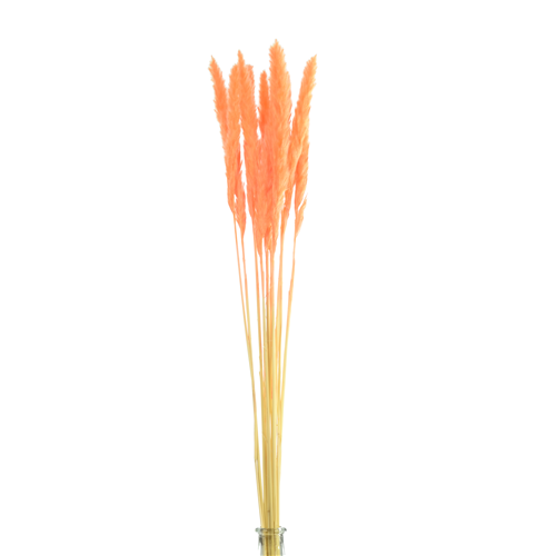 70cm Dried Pampas Grass Orange - 10 stems - Dried Flowers