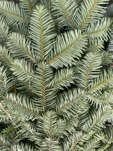Load image into Gallery viewer, Bundle of Scottish Blue Spruce - Click and Collect Only