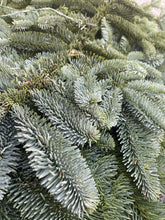Load image into Gallery viewer, Bundle of Scottish Blue Spruce - Click and Collect Only