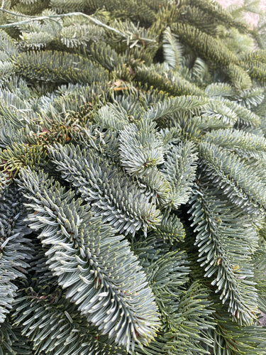 Bundle of Scottish Blue Spruce - Click and Collect Only